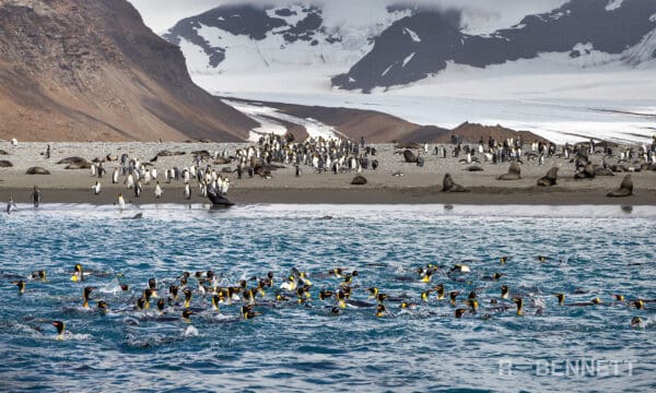 Emperor Penguins, South Georgia 2022