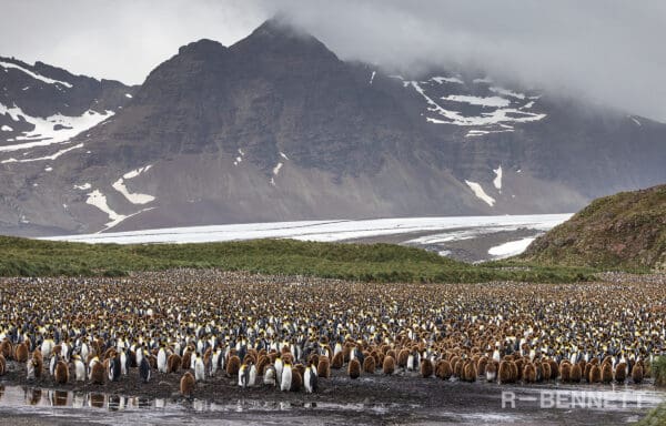 The Salisbury Plain, South Georgia 2022